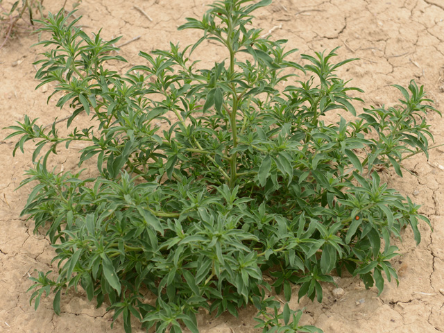 Kansas State scientists have found kochia populations resistant to both dicamba and fluroxypyr in western Kansas. (Photo courtesy Phil Westra, Colorado State University)